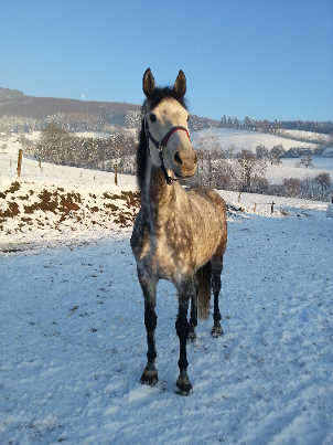 Sina im Schnee