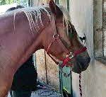 Willi